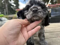 Lily, a female Cocker Spaniel for sale in Aloha, OR – 3 of 5