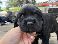 Gus, a male Cocker Spaniel for sale in Aloha, OR – 2 of 4