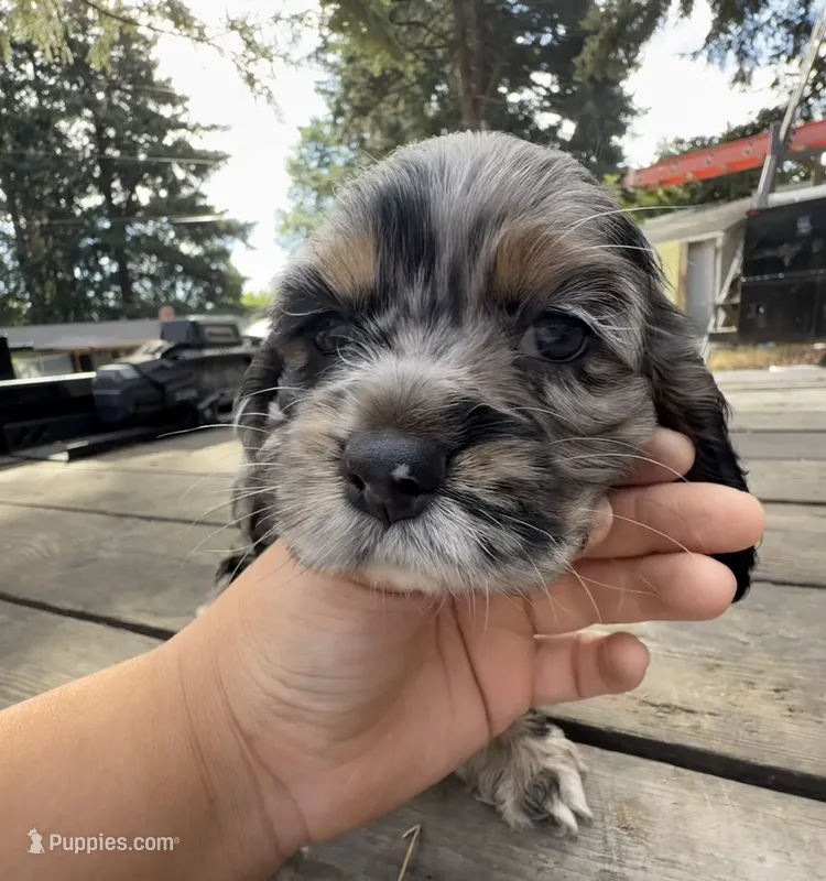Raya – Cocker Spaniel puppy for sale in Aloha, OR