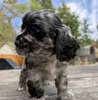 Lily, a female Cocker Spaniel for sale in Aloha, OR – 2 of 5