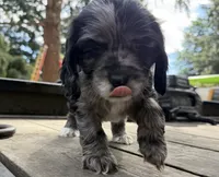 Nala, a female Cocker Spaniel for sale in Aloha, OR – 3 of 4
