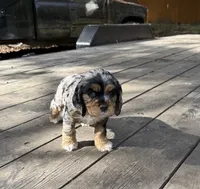 Kida, a female Cocker Spaniel for sale in Aloha, OR – 4 of 5