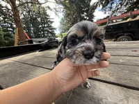 Raya, a female Cocker Spaniel for sale in Aloha, OR – 5 of 5