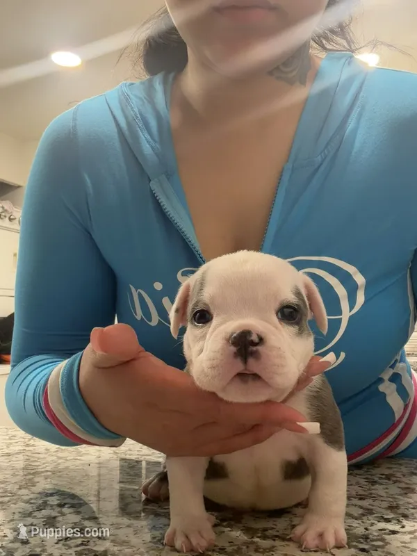 Apollo  – American Bully puppy for sale in Lakewood, WA