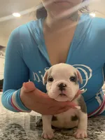 Apollo , a male American Bully for sale in Lakewood, WA – 1 of 1