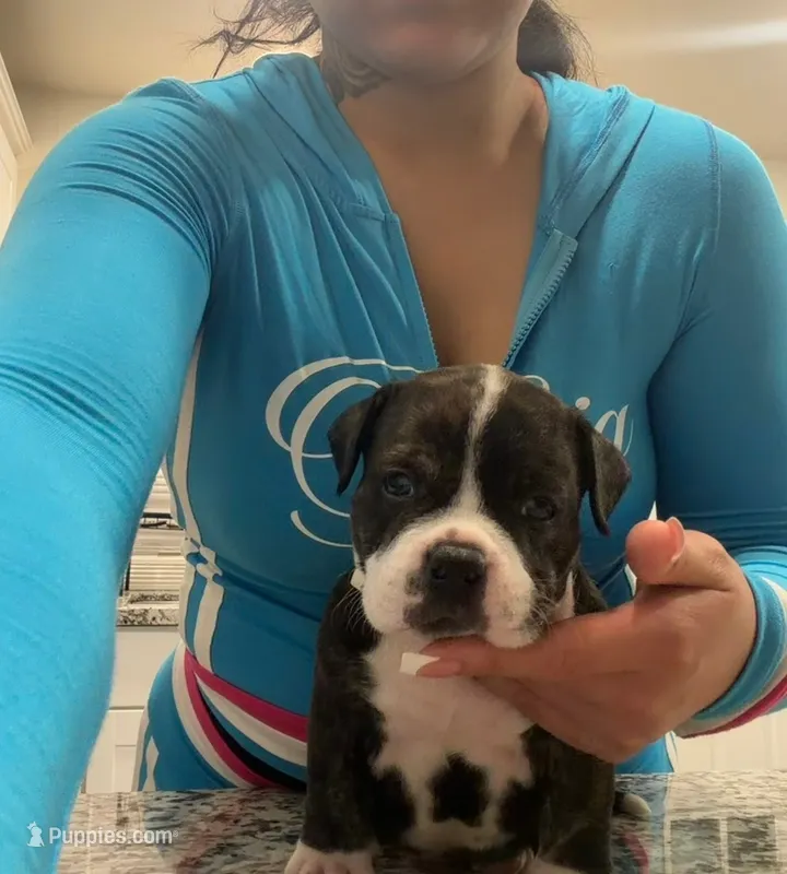 Deebo  – American Bully puppy for sale in Lakewood, WA
