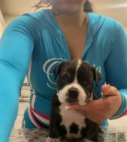 Deebo , a male American Bully for sale in Lakewood, WA – 1 of 1