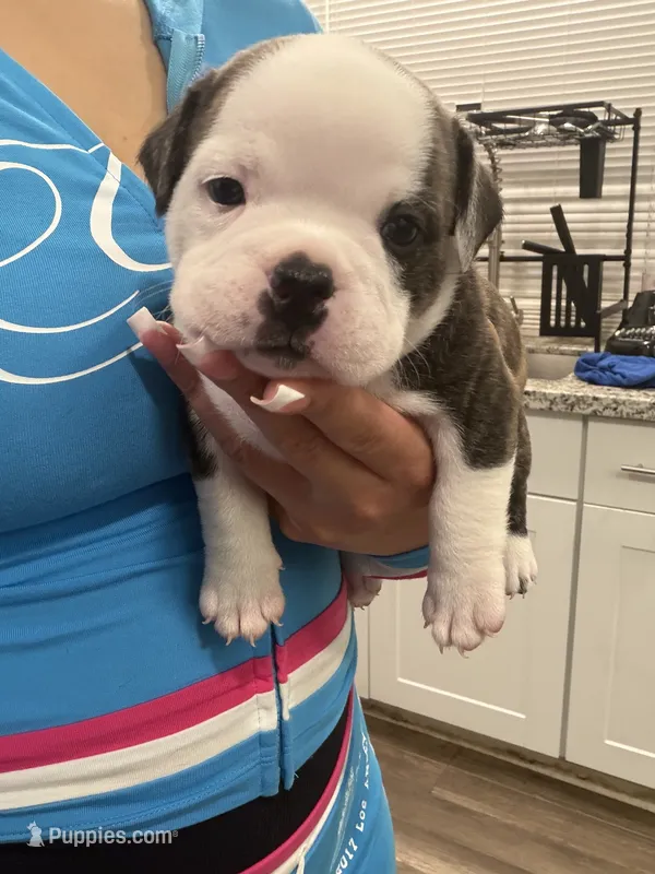 Stormy – American Bully puppy for sale in Lakewood, WA