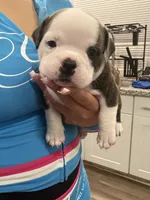 Stormy, a female American Bully for sale in Lakewood, WA – 1 of 1