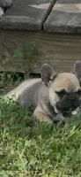 Nova, a female French Bulldog for sale in Arlington, TN – Photo 2 of 2