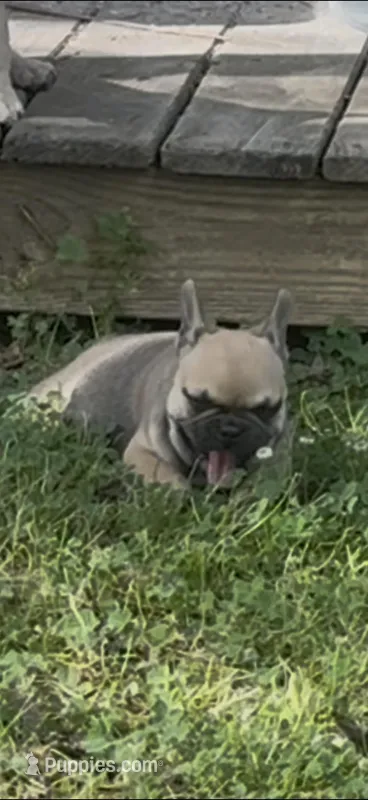 Nova – French Bulldog puppy for sale in Arlington, TN