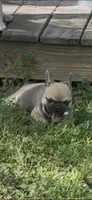 Nova, a female French Bulldog for sale in Arlington, TN – Photo 1 of 2