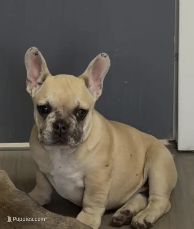 Randy – French Bulldog puppy for sale in Arlington, TN