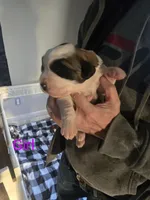 AKC Saint Bernard, a female Saint Bernard for sale in Monroeville, IN – Photo 1 of 3