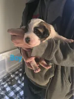 AKC Saint Bernard, a male Saint Bernard for sale in Monroeville, IN – Photo 4 of 4