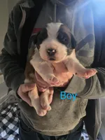 AKC Saint Bernard, a male Saint Bernard for sale in Monroeville, IN – Photo 2 of 4