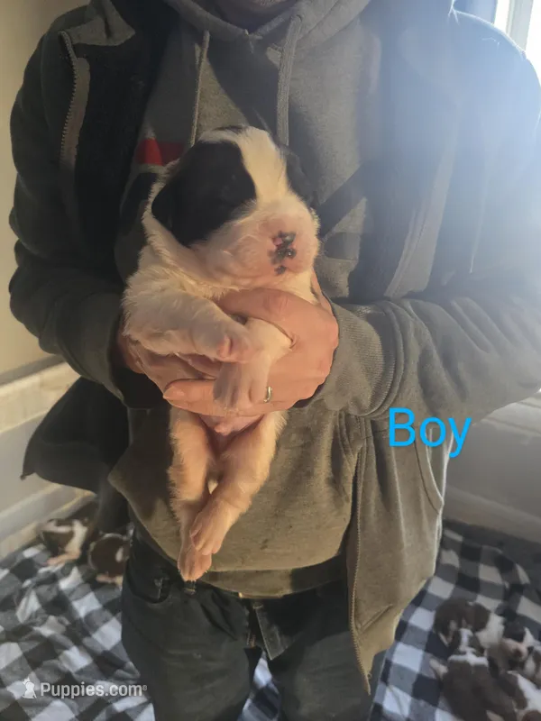 AKC Saint Bernard – Saint Bernard puppy for sale in Monroeville, IN