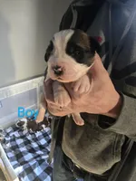 AKC Saint Bernard, a male Saint Bernard for sale in Monroeville, IN – Photo 3 of 4