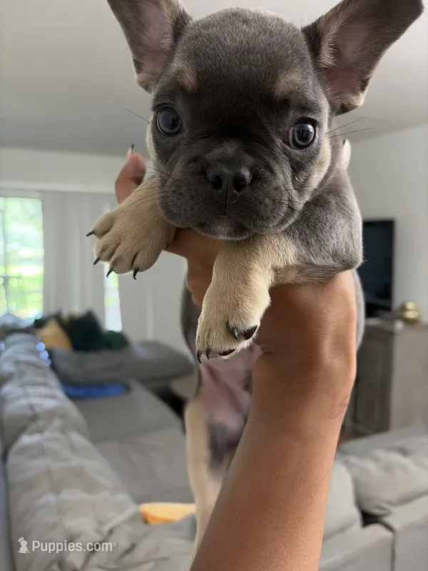 Narcos  – French Bulldog puppy for sale in Vero Beach, FL