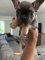 Narcos , a male French Bulldog for sale in Vero Beach, FL – 1 of 3