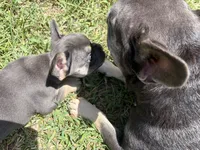 Narcos , a male French Bulldog for sale in Vero Beach, FL – 3 of 3