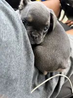 Narcos , a male French Bulldog for sale in Vero Beach, FL – 2 of 3