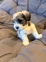Rip , a male Miniature Schnauzer for sale in Argyle, IA – 2 of 6