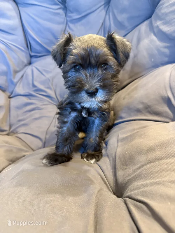 Carter – Miniature Schnauzer puppy for sale in Argyle, IA