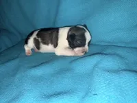 Rip , a male Miniature Schnauzer for sale in Argyle, IA – 6 of 6