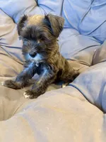 Carter, a male Miniature Schnauzer for sale in Argyle, IA – 3 of 4