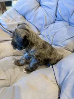 Carter, a male Miniature Schnauzer for sale in Argyle, IA – 4 of 4
