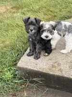 Carter, a male Miniature Schnauzer for sale in Argyle, IA – 2 of 4