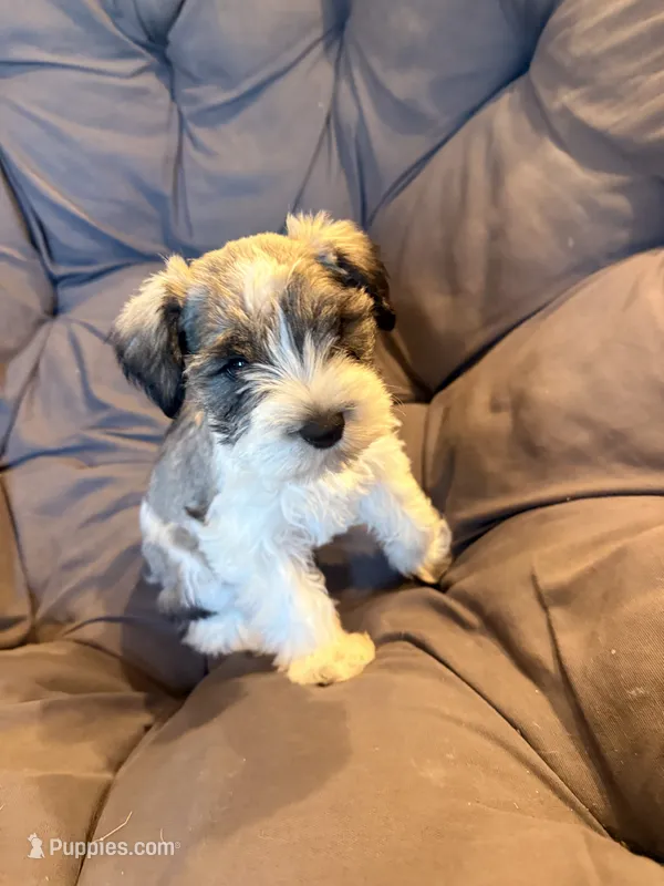 Rip  – Miniature Schnauzer puppy for sale in Argyle, IA