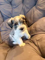 Rip , a male Miniature Schnauzer for sale in Argyle, IA – 1 of 6