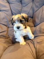 Rip , a male Miniature Schnauzer for sale in Argyle, IA – 4 of 6