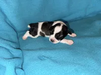 Rip , a male Miniature Schnauzer for sale in Argyle, IA – 3 of 6