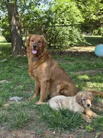 Poppy, a female Golden Retriever for sale in Roanoke, VA – 5 of 6