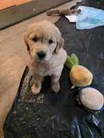 Luna , a female Golden Retriever for sale in Roanoke, VA – 4 of 6