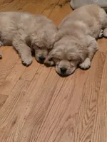 Poppy, a female Golden Retriever for sale in Roanoke, VA – 2 of 6