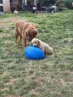 Poppy, a female Golden Retriever for sale in Roanoke, VA – 6 of 6