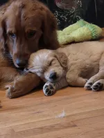 Luna , a female Golden Retriever for sale in Roanoke, VA – 3 of 6