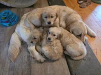 Luna , a female Golden Retriever for sale in Roanoke, VA – 5 of 6