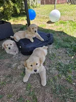 Luna , a female Golden Retriever for sale in Roanoke, VA – 6 of 6