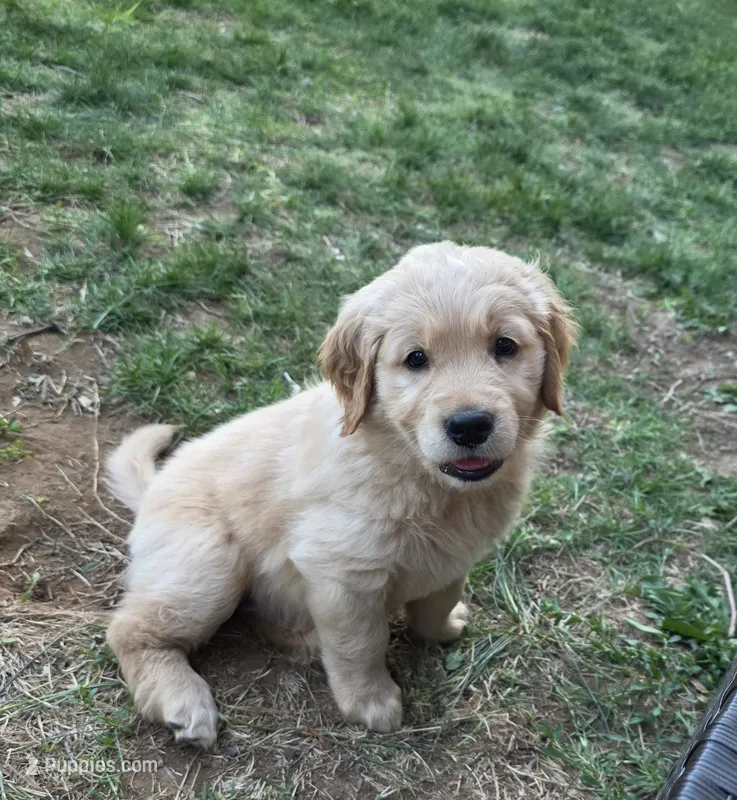 Luna  – Golden Retriever puppy for sale in Roanoke, VA