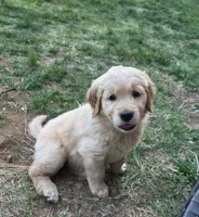 Luna , a female Golden Retriever for sale in Roanoke, VA – 1 of 6