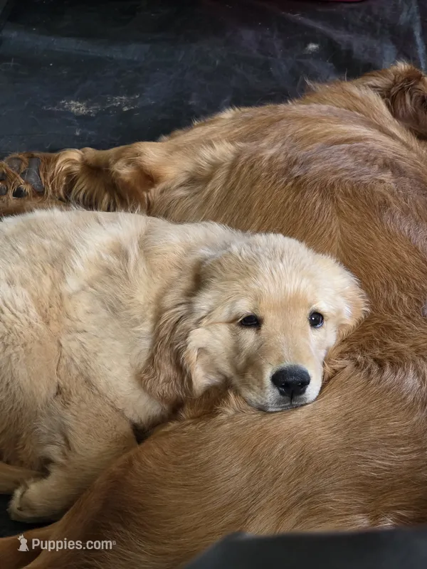 Poppy, a female Golden Retriever for sale in Roanoke, VA – 1 of 6