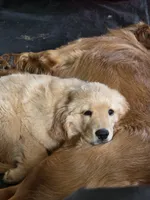 Poppy, a female Golden Retriever for sale in Roanoke, VA – 1 of 6