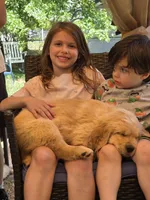 Poppy, a female Golden Retriever for sale in Roanoke, VA – 4 of 6