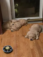 Luna , a female Golden Retriever for sale in Roanoke, VA – 2 of 6