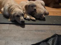 Poppy, a female Golden Retriever for sale in Roanoke, VA – 3 of 6
